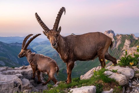 Two ibexes (Capra ibex) in front of mountain panorama, male, Alpstein, Appenzell, Switzerland
