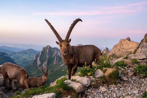 Capricorns (Capra ibex) in front of mountain panorama, male, Alpstein, Appenzell, Switzerland