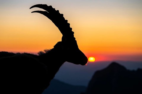 Capricorn (Capra ibex), silhouette at sunrise, male, Alpstein, Appenzell, Switzerland