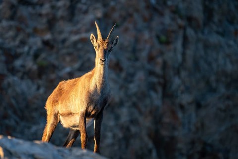 Capricorn (Capra ibex) in the evening light, Alpstein, Appenzell, Switzerland