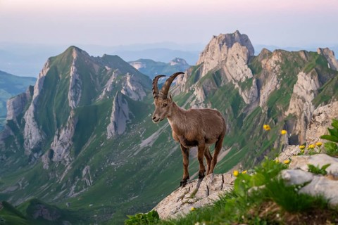 Capra ibex in front of a mountain panorama, Alpstein, Appenzell, Switzerland