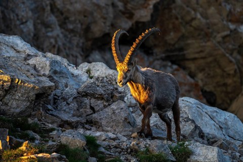 Capricorn (Capra ibex) in evening light, male, Alpstein, Appenzell, Switzerland