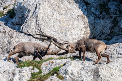 Two Capricorns (Capra ibex), male, fighting in the rock face, Alpstein, Appenzell, Switzerland