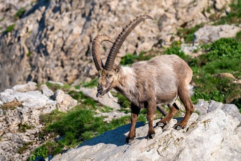 Capricorn (Capra ibex), male, Alpstein, Appenzell, Switzerland