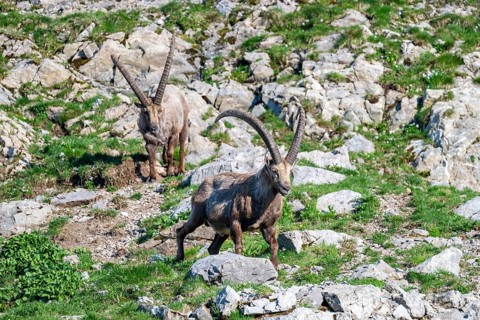 Two Capricorns (Capra ibex), male, Alpstein, Appenzell, Switzerland