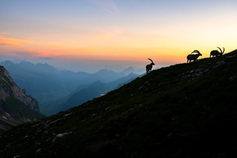 Capricorns (Capra ibex), silhouettes in front of mountain panorama at dusk, male, Alpstein,