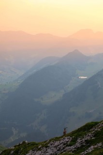 Capra ibex in front of mountain panorama at dusk, male, Alpstein, Appenzell, Switzerland