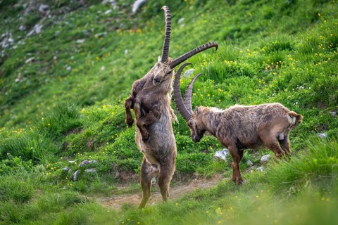 Two Capricorns (Capra ibex), male, fighting, Alpstein, Appenzell, Switzerland