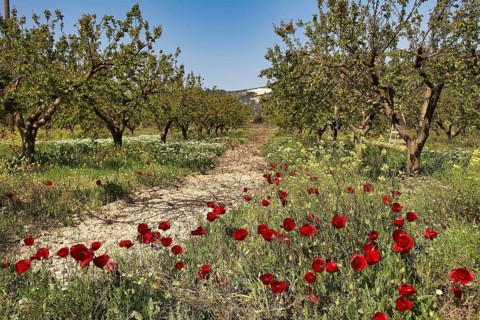 Blooming orchard with red poppies in a natural spring landscape, Nemea, Ancient Zeus Church,