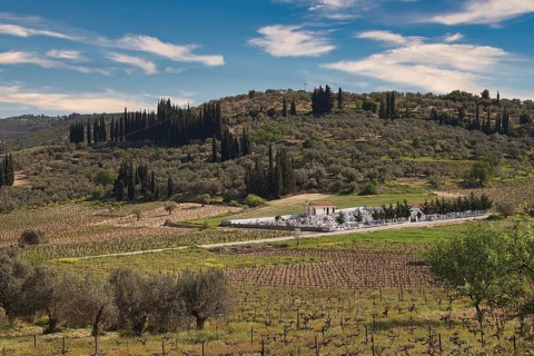 Hilly landscape with cypresses and vineyards under a clear blue sky, vineyards, Nemea, wine-growing