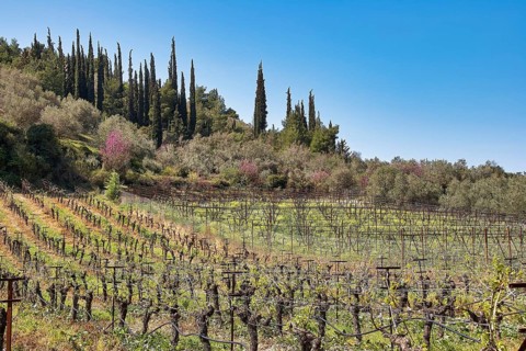 Vineyards and tall cypresses against a clear blue sky in a spring-like landscape, vineyards, Nemea,