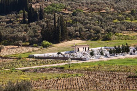Vineyards with a small chapel surrounded by cypresses and trees in a quiet landscape, vineyards,