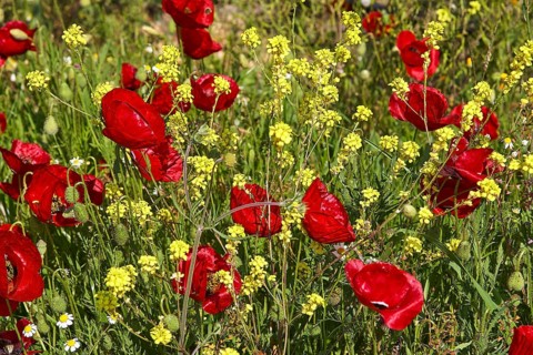 Close-up of bright red poppies and yellow flowers on a spring meadow, Nemea, Ancient Zeus Church,