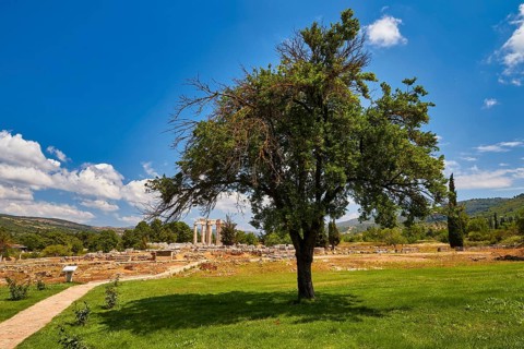 A tree stands in front of ancient ruins on a green meadow with bright blue sky, Nemea, Ancient Zeus