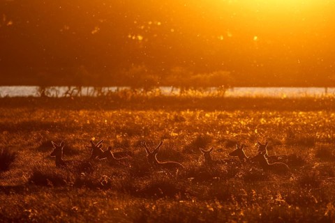 In the light of the setting sun, a deer pack (Cervus elaphus) is resting in a meadow, many animals