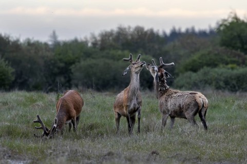 The dueling red deer (Cervus elaphus) are about to stand on their hind legs, bastion antlers,