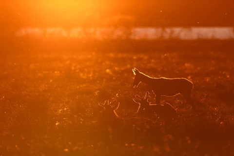 After getting up, the rottier (Cervus elaphus) stretches and stretches, a behavior that can often