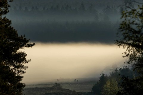 A glimpse of another time with three peacefully grazing rotting animals (Cervus elaphus), the fog