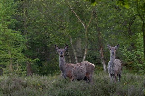 At the beginning of May, the rottifers (Cervus elaphus) finally find fresh green in the forest