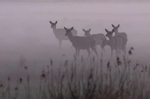 Even though the fog provides shelter for rotted animals (Cervus elaphus) and calves, it also