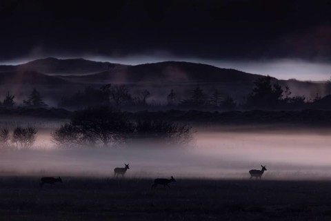 The sun has long since disappeared behind the horizon, the rising ground fog begins to glow due to