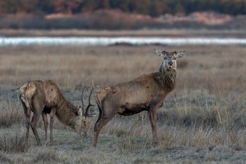 While a red deer (Cervus elaphus) shed its antlers about 3 weeks ago, its companion is still
