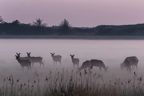 Groups offer rotters (Cervus elaphus) and calves good protection against predators, as each pack