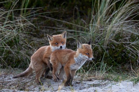 In the late evening, the activity phase of red fox pups (Vulpes vulpes) increases once again, play,