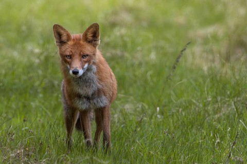 Concentrated, the red fox (Vulpes vulpes) tries to find the source of the sound, alert, skeptical,