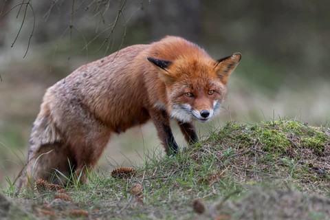 Something on the small hill attracts the interest of the red fox fähe (Vulpes vulpes), Denmark