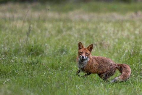 The red fox (Vulpes vulpes) reacts immediately when the squeak of a mouse is imitated, Denmark