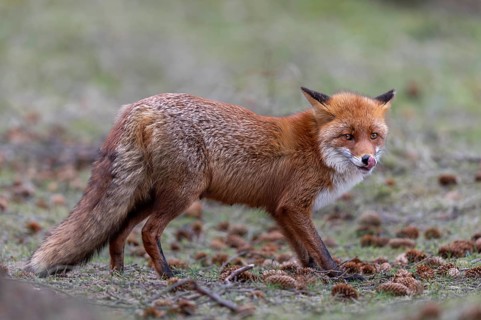 The nose is an important sensory organ for the red fox (Vulpes vulpes) and is regularly cleaned
