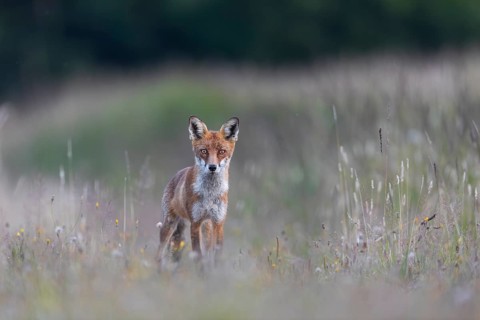 Shortly in front of, this red fox (Vulpes vulpes) tried unsuccessfully to prey on a brown hare,