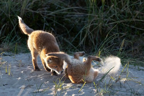 The wild scuffles between the red fox pups (Vulpes vulpes) sometimes get down to business, play,