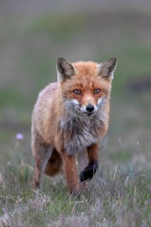 Red fox fähe (Vulpes vulpes) hunting mice, hunting, prey, Denmark