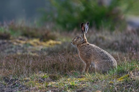 Natural heathlands are a suitable habitat for the brown hare (Lepus europaeus), Denmark