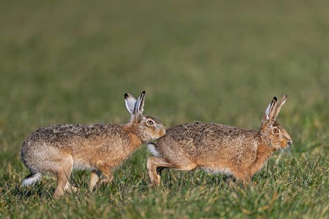 A bumper has positioned herself directly behind the female hare (Lepus europaeus) and touches her