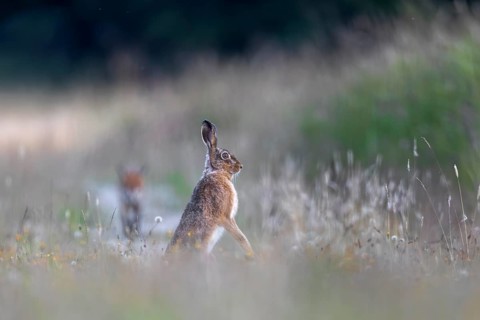 While the hare (Lepus europaeus) watches the red fox (Vulpes vulpes) at any time ready to flee, it