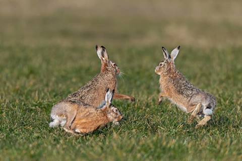 After a chase, a bumper approaches the female hare (Lepus europaeus), who stands on the hind legs