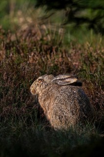 Brown hare (Lepus europaeus) at the edge of a forest meadow, Denmark