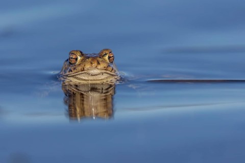 Erdkröte (Bufo bufo), Männchen wartet mit stoischer Ruhe auf das Eintreffen der Weibchen,