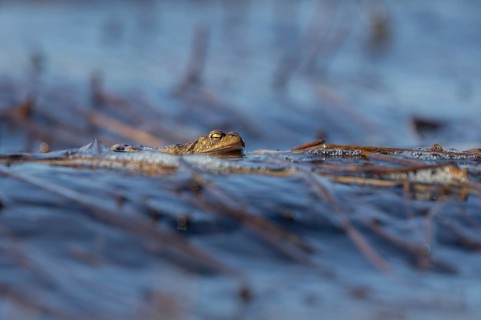 Erdkröte (Bufo bufo), Männchen, die Wellen erschweren den Erdkröten-Männchen das Warten auf die