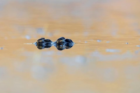 Laichzeit, Erdkröte (Bufo bufo) Paar treibt bewegungslos im Abendlicht auf der Wasseroberfläche,