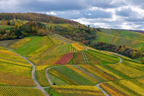 Vivid colors of the vineyards with red-yellow patterns on hilly terrain under a cloudy sky, autumn,