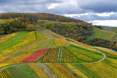 Autumn-colored vineyards with vivid shades of red, yellow and green on wooded hills, near