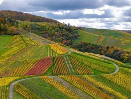 Multicolored vineyards with winding paths on wooded hills under a dramatically cloudy sky, autumn,