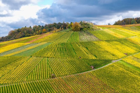 Colourful autumn landscape with geometrically arranged vineyards and trees under a cloudy sky, near