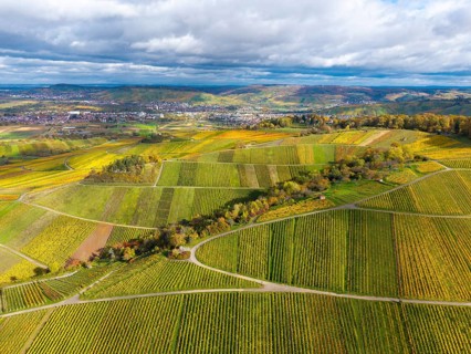 Colourfully striped vineyards in autumn stretch across from the city, near Strümpfelbach im