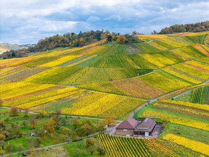 A wine press surrounded by symmetrically arranged vineyards in shades of yellow and green under