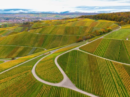 Chessboard-like, autumnal vineyards with winding paths under a cloudy sky, near Strümpfelbach im
